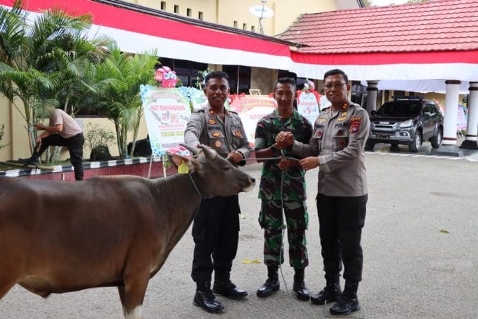 Sapi Kurban Idul Adha