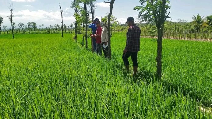 LSM Pepadu Keadilan